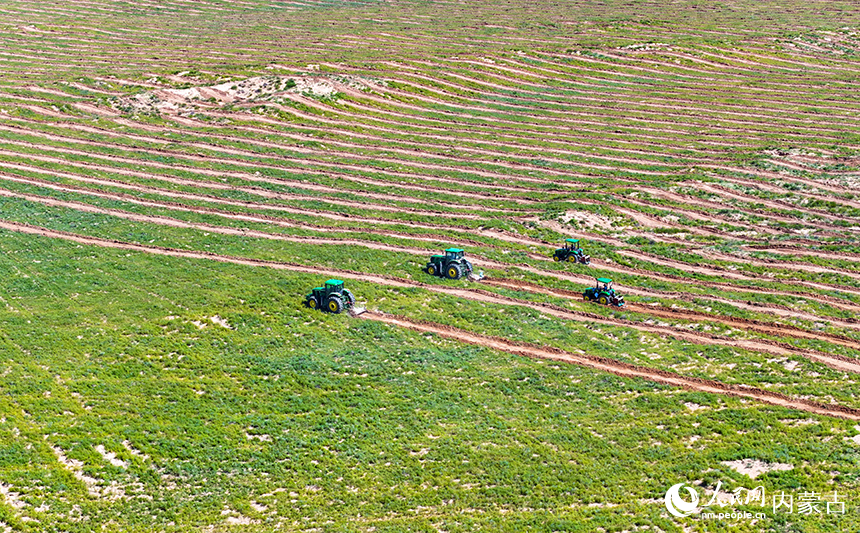 治沙機械在庫布其沙漠鄂爾多斯市杭錦旗段治沙項目區作業。王正攝