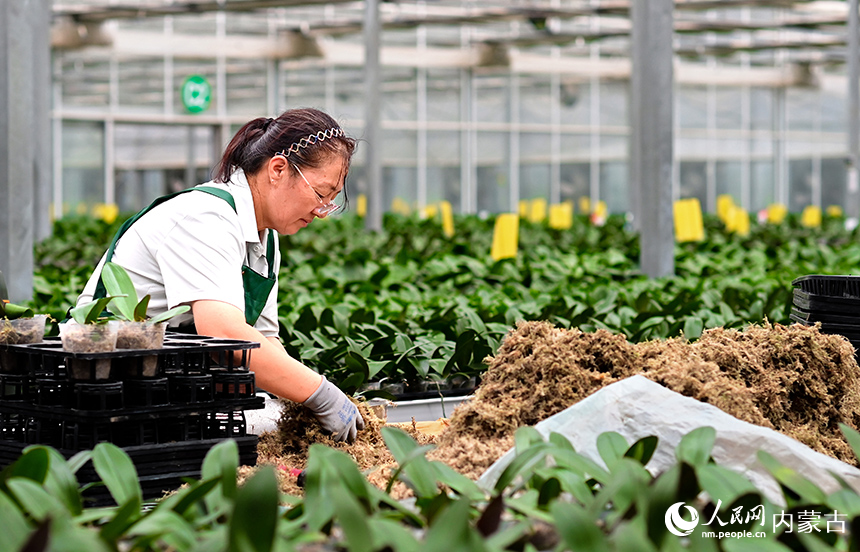 花農在杭錦旗伊泰印象花卉產業園栽種蝴蝶蘭。王正攝