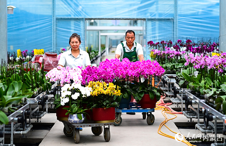 花農在杭錦旗伊泰印象花卉產業園搬運蝴蝶蘭。王正攝