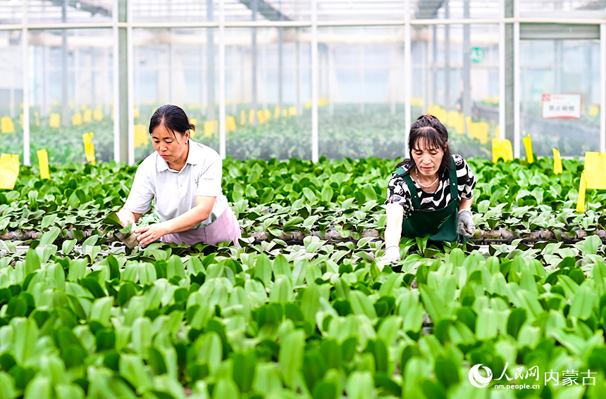 花農在杭錦旗伊泰印象花卉產業園對蝴蝶蘭種苗進行管護。王正攝