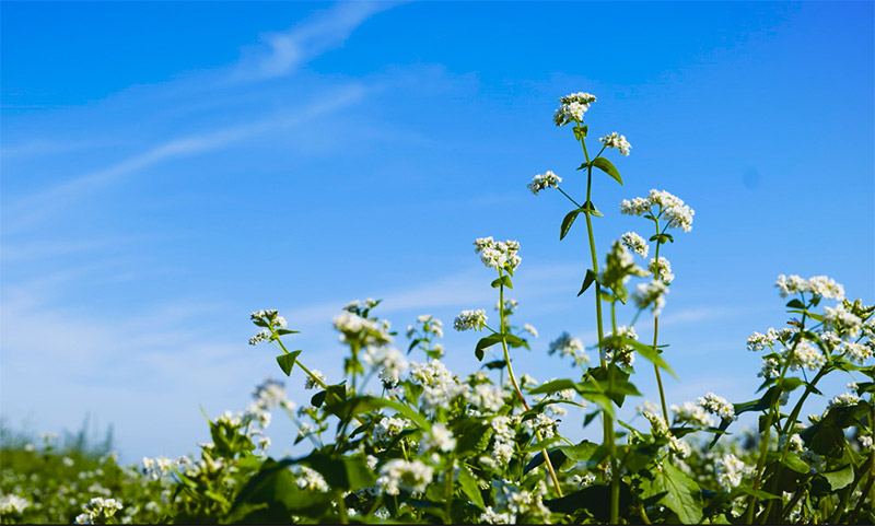 蕎麥花盛開