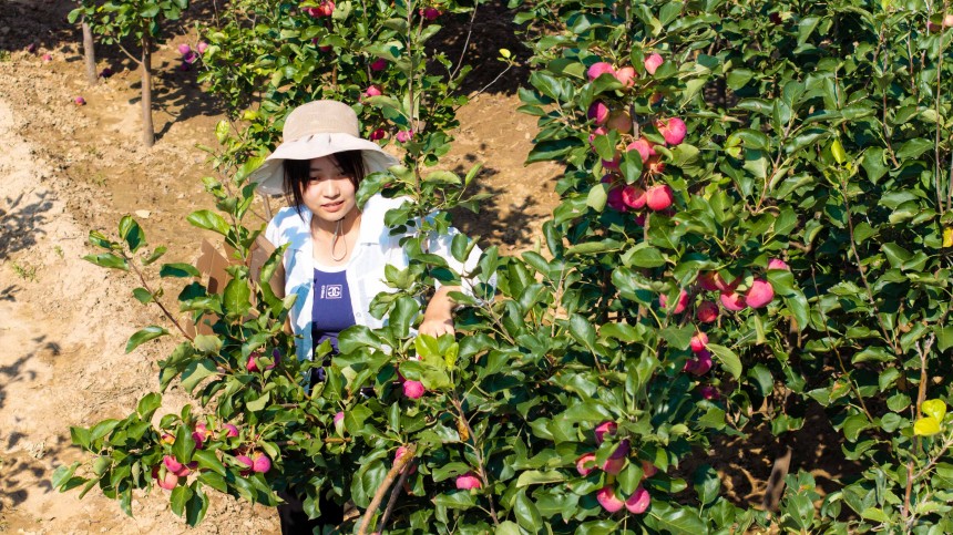 游客在托克托縣老杜營村農家果園采摘綴滿枝頭的紅果。張瑋攝