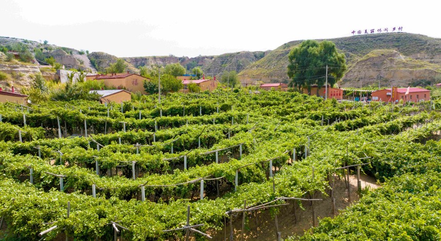 農(nóng)家屋后，葡萄藤架連綿成片，綠蔭如蓋，構(gòu)成一道道天然的綠色長廊。張瑋攝