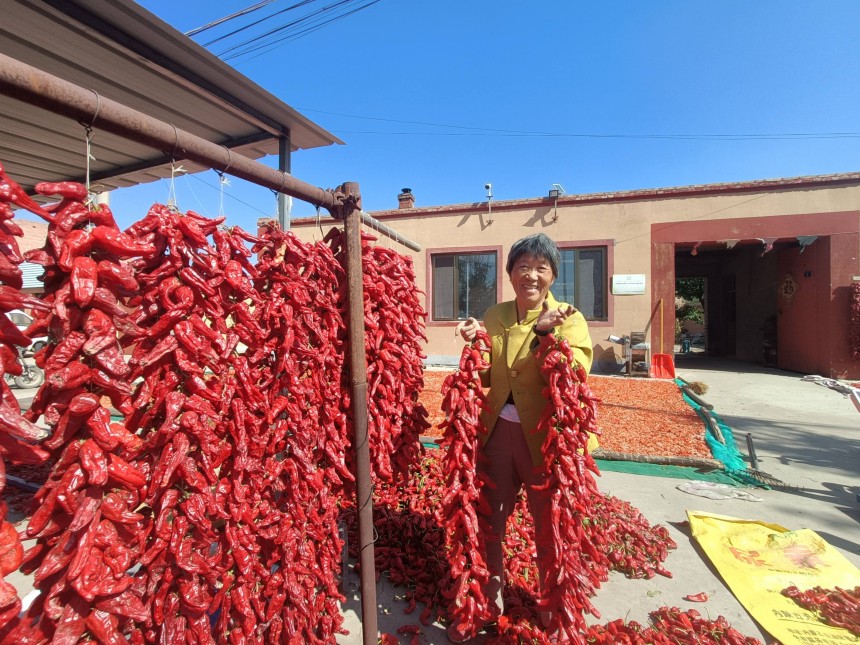 皮條溝村的農民正在晾曬托縣紅辣椒。王建宏攝