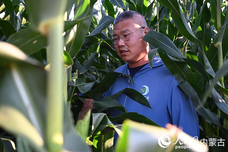 劉帥穿梭在玉米叢間,觀察玉米長(zhǎng)勢(shì)。人民網(wǎng)記者 寇雅楠攝
