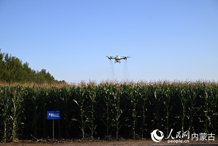 飛防作業(yè)現(xiàn)場(chǎng)。人民網(wǎng)記者 寇雅楠攝