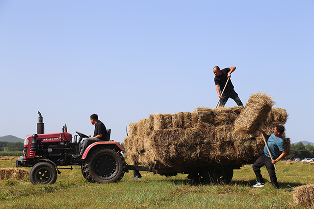 牧民正在裝作分紅牧草。