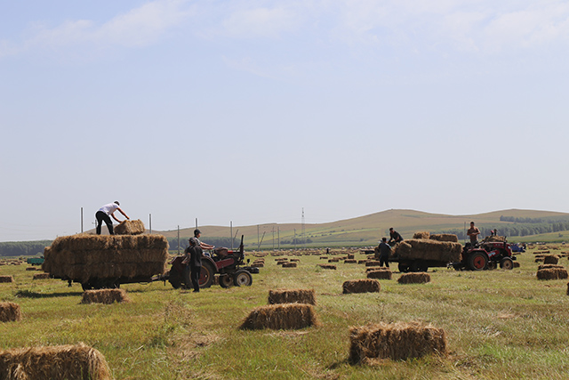 牧民們忙裝作牧草。