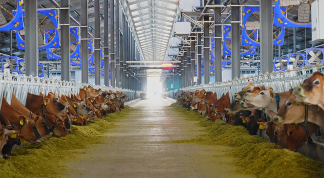 標準化奶牛與肉牛養殖區