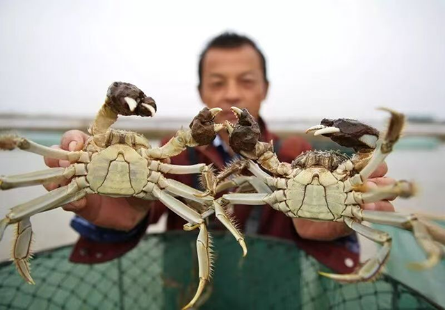 養殖員展示剛捕撈的螃蟹