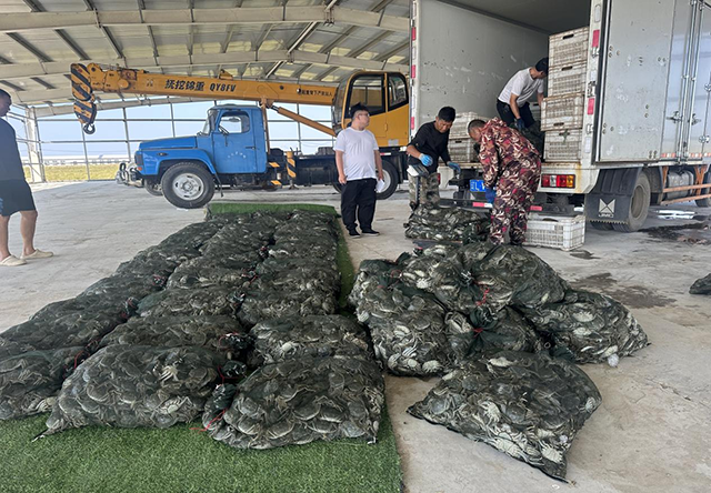 正在裝車的螃蟹