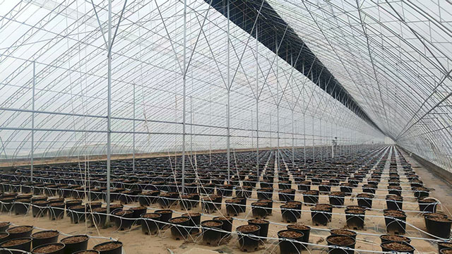 建設(shè)完工的藍莓智慧產(chǎn)業(yè)園大棚。固陽縣委宣傳部供圖