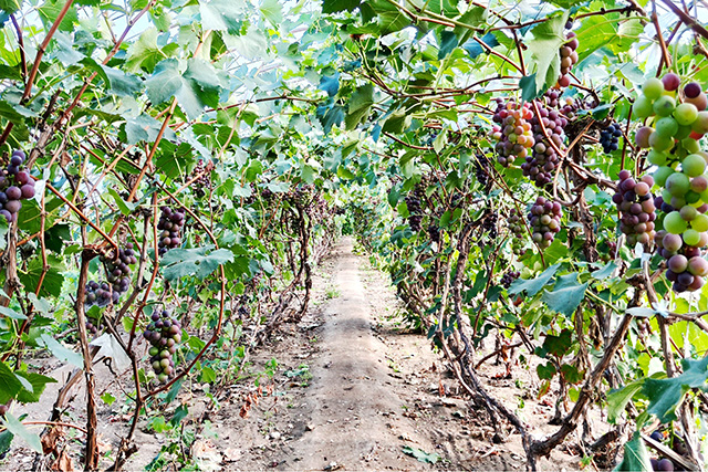 葡萄園成為村民增收致富的新路徑。