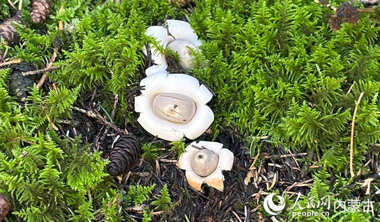 內(nèi)蒙古賀蘭山國(guó)家級(jí)自然保護(hù)區(qū)野生蘑菇。人民網(wǎng)記者 齊浩男攝