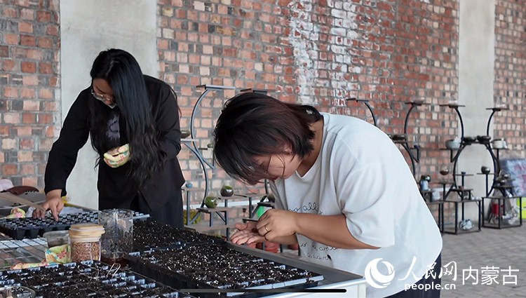 工作人員進(jìn)行植物培育。人民網(wǎng)記者 齊浩男攝