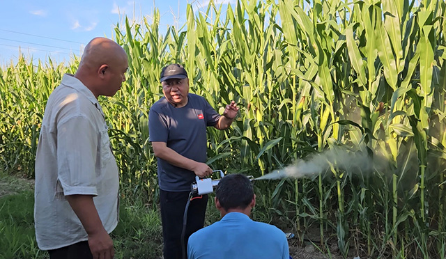 農(nóng)技專家到田間指導玉米病蟲害防治方法。包園園攝
