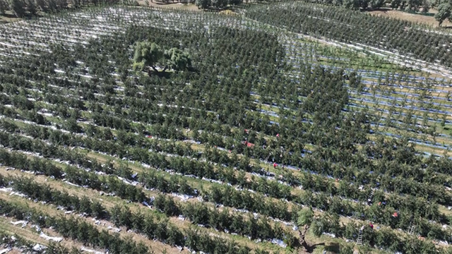 清河鎮的果語家庭農場。王森然攝