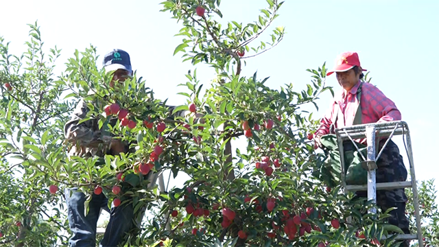 果農們手法嫻熟地采摘塞外紅蘋果。王森然攝