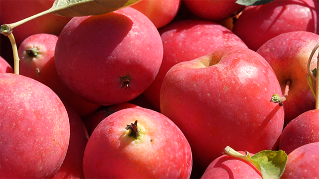 通遼市塞外紅蘋果。王森然攝