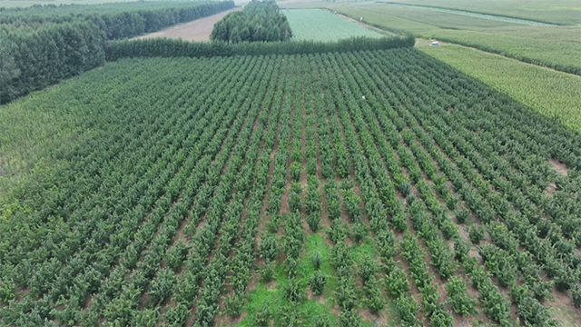優沃豐干果家庭農場的榛子種植基地。扎萊特攝