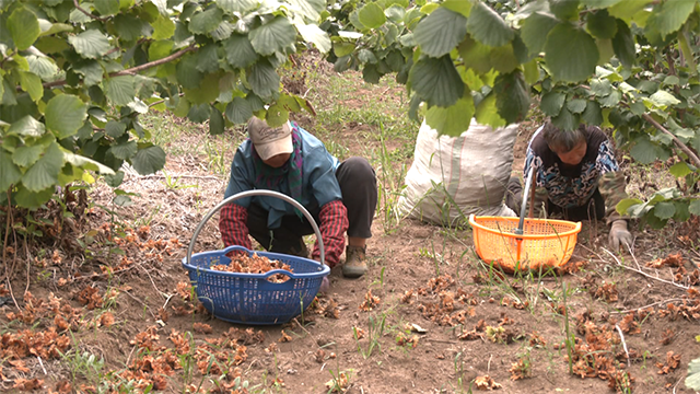 工人們穿梭在林間采摘榛果。扎萊特?cái)z