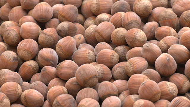 顆粒飽滿的榛果。扎萊特?cái)z