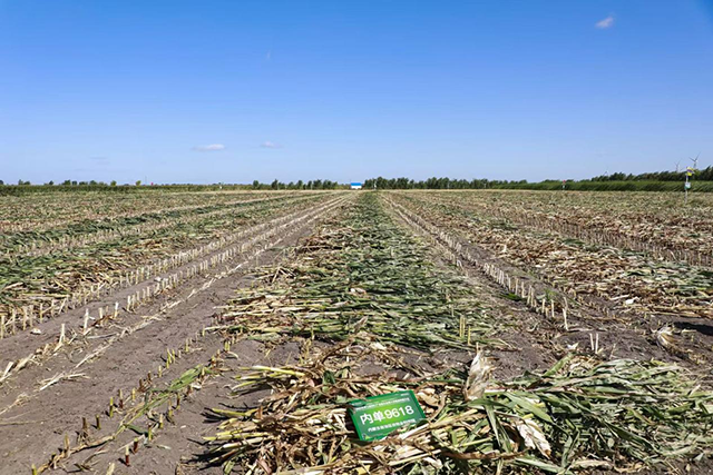 大型青貯收割機有序完成切割，青貯產品整齊碼放。石曉博攝