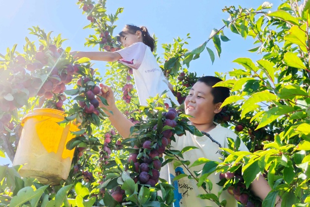 孩子們靈巧地爬上枝頭，歡笑著采摘紫紅的李子。
