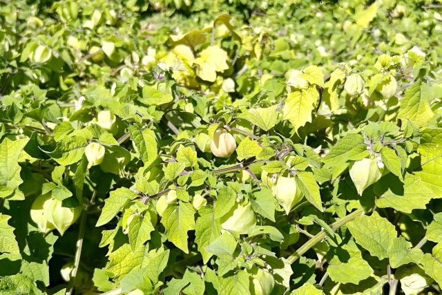 成熟的黃菇娘。楊鈺攝