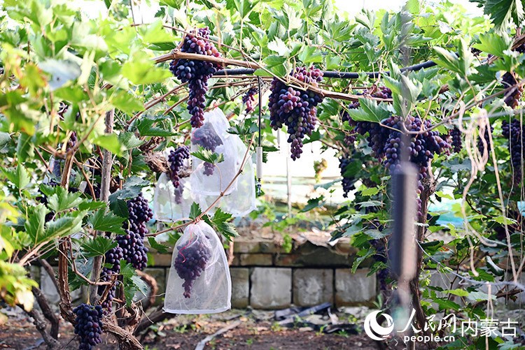 賽烏素嘎查大棚里種植的葡萄。實習(xí)生 韓飛月攝