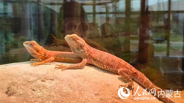 伊諾·爪爪聯(lián)萌的鬃獅蜥。實(shí)習(xí)生 漸溫婷攝