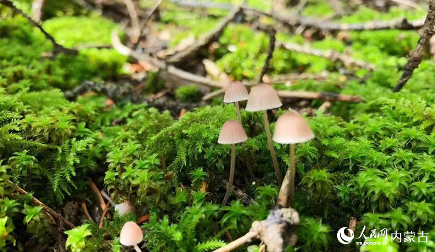 賀蘭山的野生蘑菇。人民網記者 齊浩男攝
