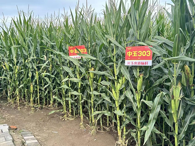 應用密植精準調控高產技術玉米長勢喜人。韓云玲攝