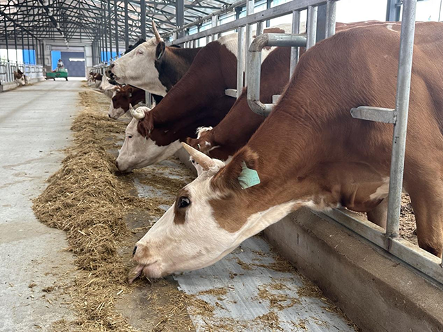 扎魯特旗農(nóng)投集團現(xiàn)代化生態(tài)養(yǎng)殖場。韓云玲攝