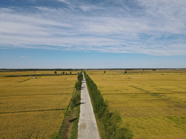 門達鎮(zhèn)的5000畝水稻喜獲豐收。周芳潔攝