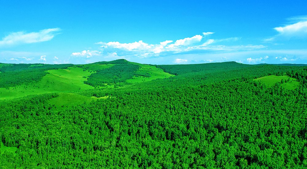 呼倫貝爾林海茫茫