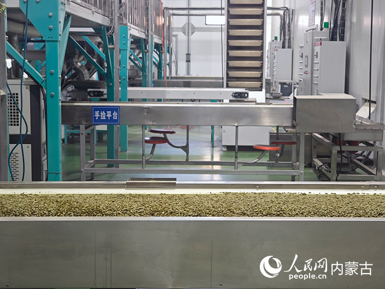 內蒙古全谷慧食品科技有限公司南瓜子生產線。人民網記者 苗陽攝