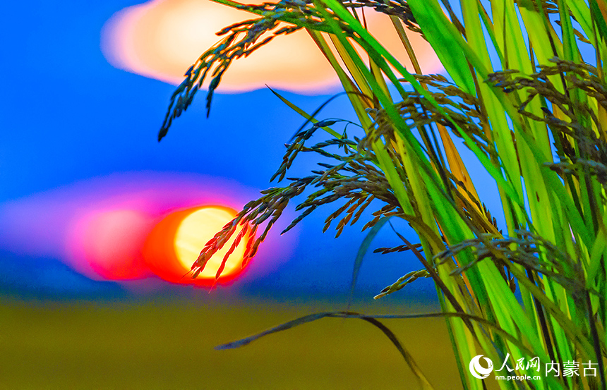 興安盟扎賚特旗好力保鎮聯豐村稻田景色。王正攝