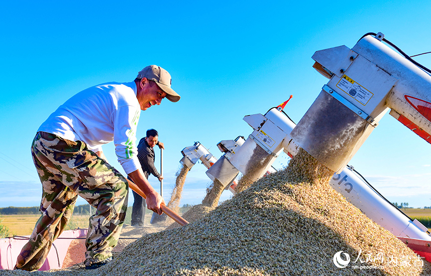 興安盟扎賚特旗好力保鎮聯豐村稻農收獲稻谷。王正攝