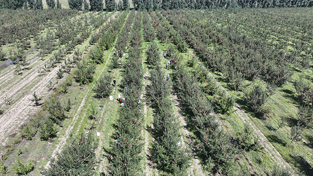 希伯花錦繡海棠種植基地迎來豐收季。關(guān)永喜攝