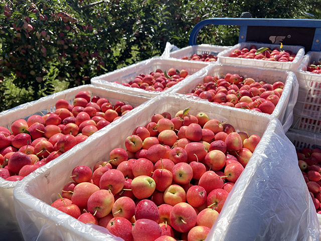 剛采摘下來的錦繡海棠果。任若男攝