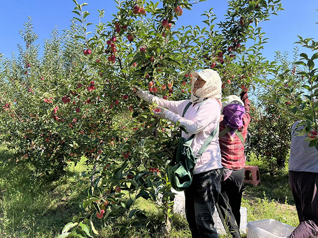 果農在采摘海棠果。任若男攝