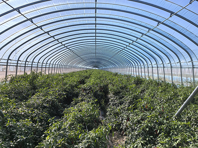 示范區(qū)內(nèi)種植的辣椒。包卉攝