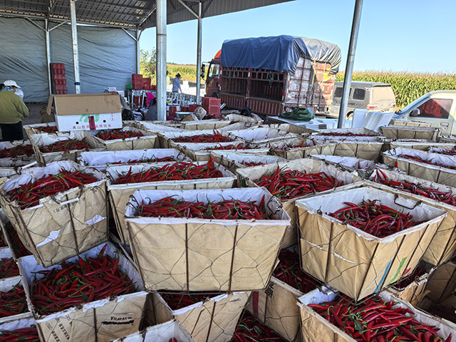 分揀、裝箱后的辣椒。包卉攝