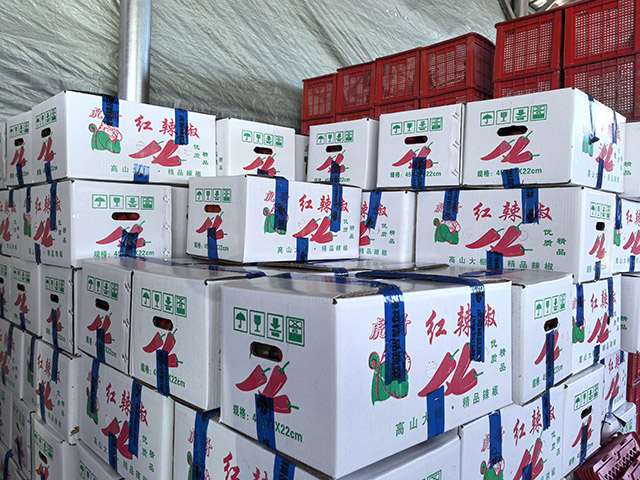 裝箱待運往銷售市場的辣椒。包卉攝