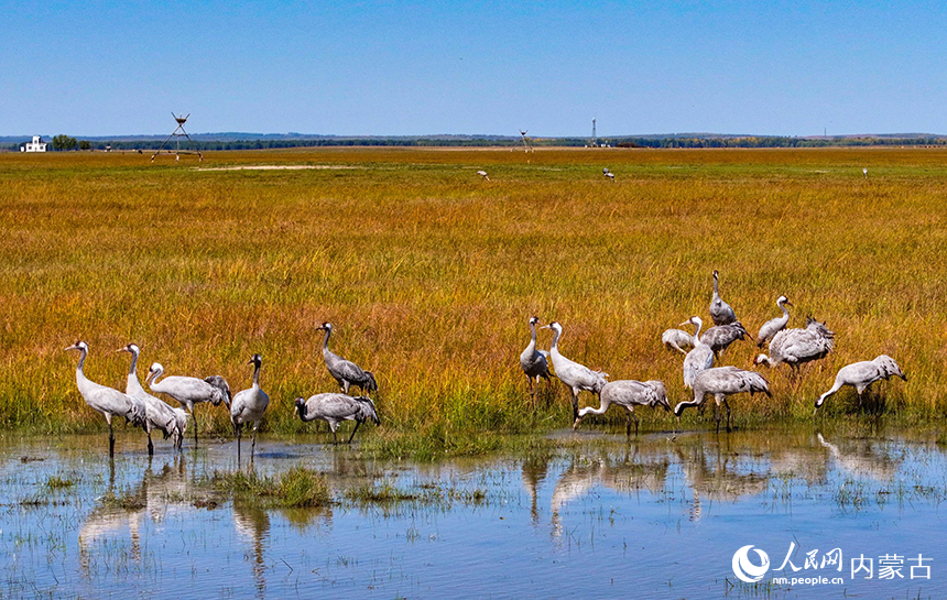 灰鶴在內(nèi)蒙古圖牧吉國家級自然保護區(qū)濕地里憩息覓食。王正攝