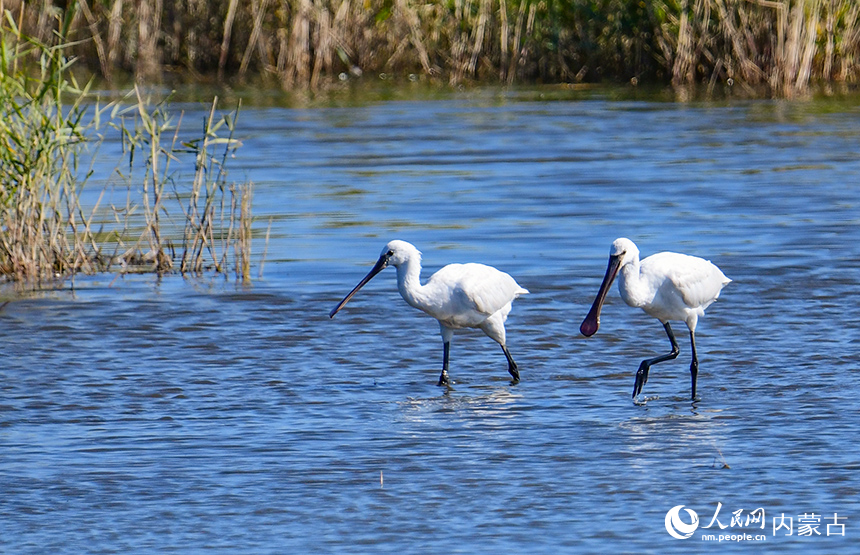 白琵鷺在內(nèi)蒙古圖牧吉國(guó)家級(jí)自然保護(hù)區(qū)濕地里覓食。王正攝