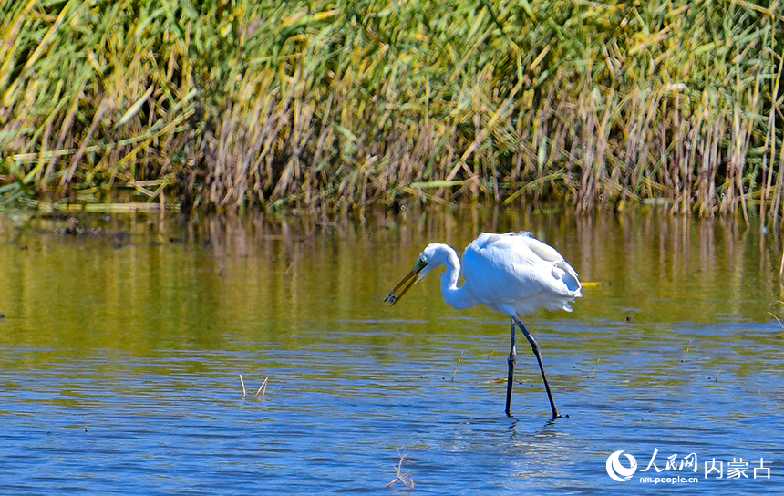 白鷺在內(nèi)蒙古圖牧吉國家級(jí)自然保護(hù)區(qū)濕地里覓食。王正攝