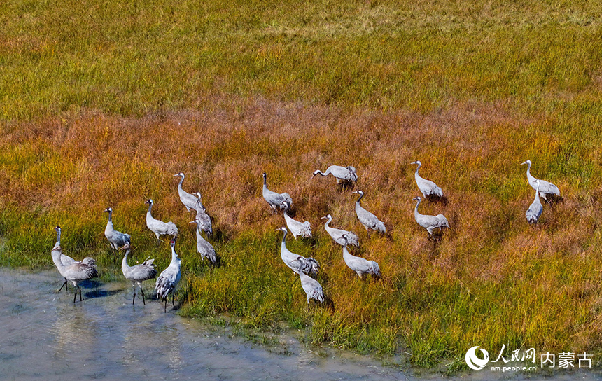 灰鶴在內蒙古圖牧吉國家級自然保護區濕地里憩息。王正攝