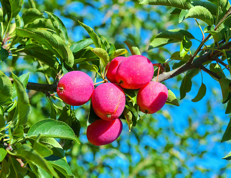 希伯花鎮(zhèn)種植的海棠果。受訪者供圖